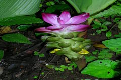 Curcuma pseudomontana